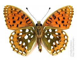 Attēlu rezultāti vaicājumam “Argynnis aglaja upperside”