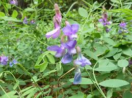 Attēlu rezultāti vaicājumam “Vicia”