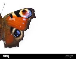 Attēlu rezultāti vaicājumam “Inachis io upperside”