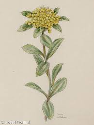 Attēlu rezultāti vaicājumam “Sedum aizoon fruit”