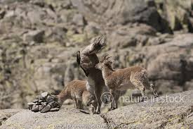 Attēlu rezultāti vaicājumam “Capra juvenile”