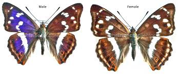 Attēlu rezultāti vaicājumam “Apatura iris male”