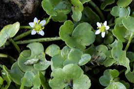 Attēlu rezultāti vaicājumam “Ranunculus elatior leaf”