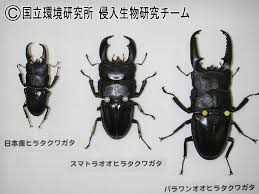 Attēlu rezultāti vaicājumam “Lucanidae”