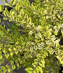 Attēlu rezultāti vaicājumam “Lonicera”