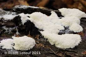 Attēlu rezultāti vaicājumam “Fuligo septica var. candida”