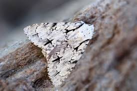 Attēlu rezultāti vaicājumam “Acronicta cuspis”