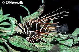 Image result for Pterois radiata