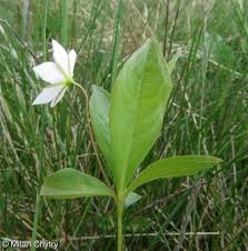 Attēlu rezultāti vaicājumam “Trientalis europaea leaf”