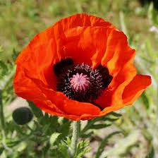Image result for Mohn
