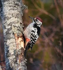 Attēlu rezultāti vaicājumam “Dendrocopos leucotos male”