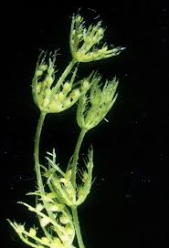 Attēlu rezultāti vaicājumam “Chara contraria”