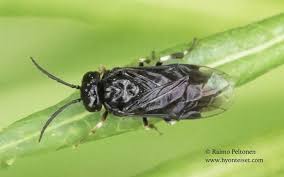 Attēlu rezultāti vaicājumam “Caliroa annulipes”