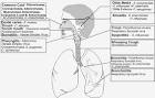 I. The <b>respiratory tract</b> is