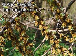 Attēlu rezultāti vaicājumam “Hippophae rhamnoides female flower”