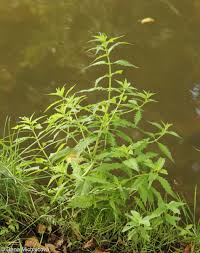 Attēlu rezultāti vaicājumam “Lycopus europaeus leaf”