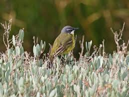 Attēlu rezultāti vaicājumam “Motacilla flava flava adult”