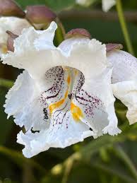 Attēlu rezultāti vaicājumam “Catalpa ovata flower”