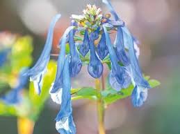 Attēlu rezultāti vaicājumam “Corydalis”