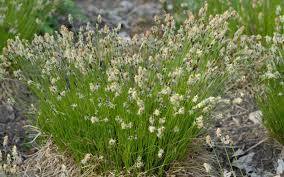 Attēlu rezultāti vaicājumam “Carex montana”