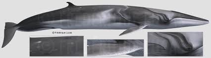 Image result for Balaenoptera omurai