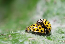 Attēlu rezultāti vaicājumam “Psyllobora vigintiduopunctata”