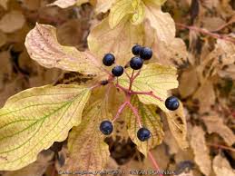 Attēlu rezultāti vaicājumam “Cornus sanguinea fruit”