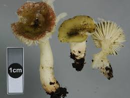 Attēlu rezultāti vaicājumam “Lycogala cf. oleocrystalliferum”