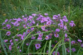 Attēlu rezultāti vaicājumam “Symphytocarpus sp.”