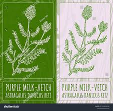 Attēlu rezultāti vaicājumam “Astragalus danicus leaf”