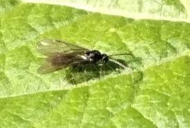 Attēlu rezultāti vaicājumam “Drepanosiphum platanoidis exuvia”