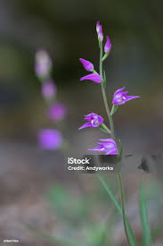 Attēlu rezultāti vaicājumam “Cephalanthera rubra flower”