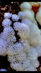 Attēlu rezultāti vaicājumam “Ceratiomyxa morchella macro”