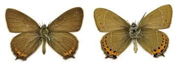 Attēlu rezultāti vaicājumam “Satyrium pruni”