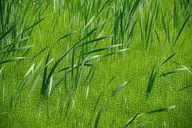 Attēlu rezultāti vaicājumam “Acrocarpous mosses”