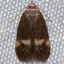 Attēlu rezultāti vaicājumam “Borkhausenia minutella”