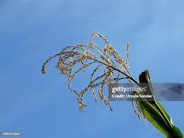 Attēlu rezultāti vaicājumam “Zea mays male flower”