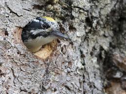 Attēlu rezultāti vaicājumam “Picoides tridactylus adult”