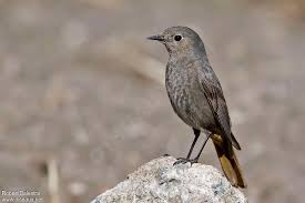 Attēlu rezultāti vaicājumam “Phoenicurus ochruros female”