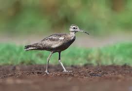 Image result for Numenius minutus