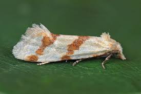 Attēlu rezultāti vaicājumam “Aethes margaritana”