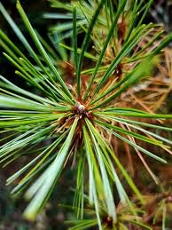 Attēlu rezultāti vaicājumam “Pinus sibirica”