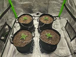 Image result for biojack tehron