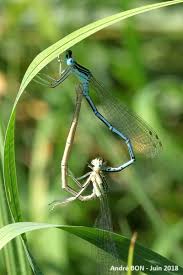 Attēlu rezultāti vaicājumam “Platycnemis pennipes male”