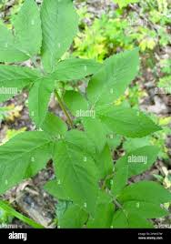 Attēlu rezultāti vaicājumam “Chaerophyllum aromaticum leaf”
