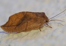 Attēlu rezultāti vaicājumam “Drepanepteryx phalaenoides”