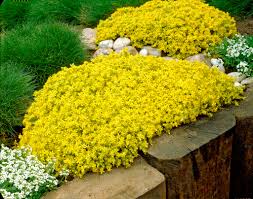 Image result for Sedum acre
