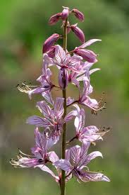 Image result for Diptam