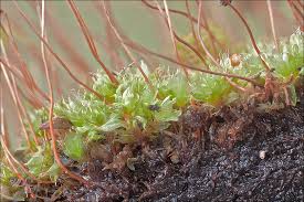 Attēlu rezultāti vaicājumam “Bryum capillare”