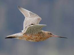 Attēlu rezultāti vaicājumam “Limosa lapponica”